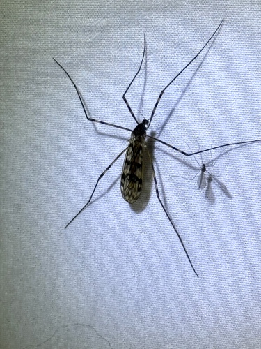 Unknown species found near Rocky Top Dr, Rougemont, NC, US