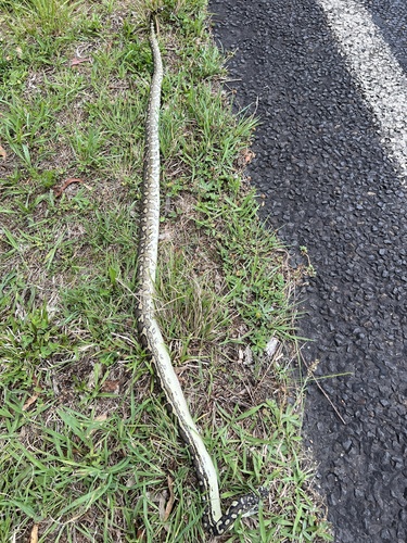 Coastal Carpet Python sighting