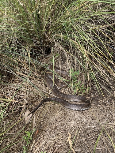 Tiger Snake sighting