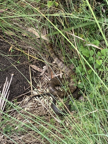 Tiger Snake sighting