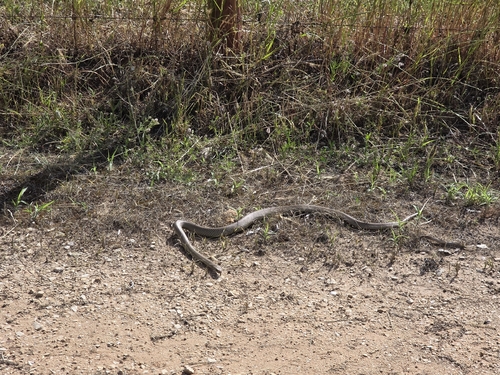 Eastern Brown Snake sighting