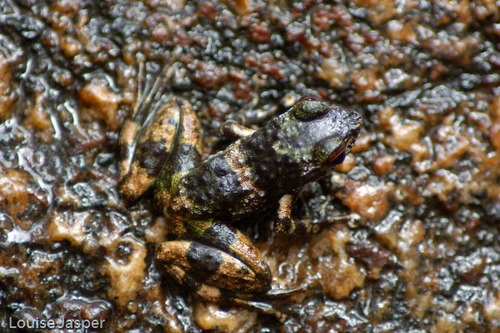 Dumeril's Madagascar Frog