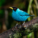 Green Honeycreeper - Photo (c) Joao Quental, all rights reserved, uploaded by Joao Quental