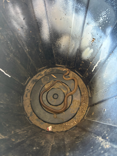 Mainland Dugite sighting