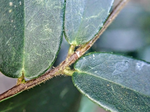 Symplocos fordii