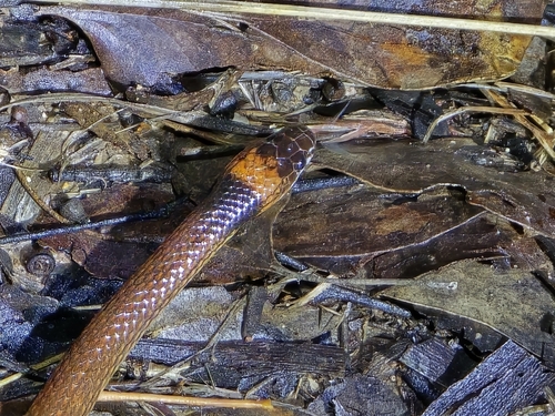 Red-naped Snake sighting