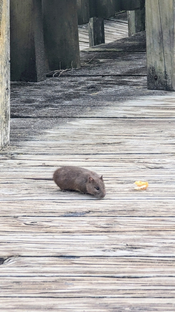 Australian swamp rat