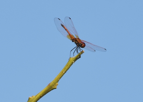 Red-veined Dropwing