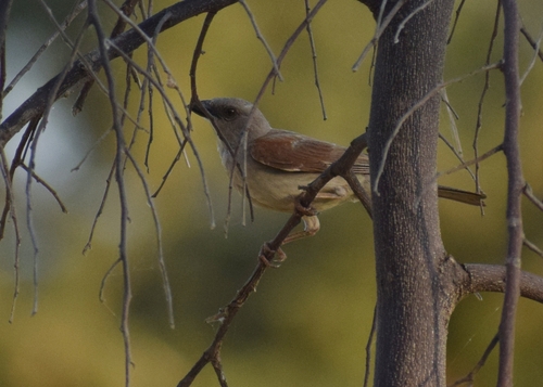 Northern Grey-headed Sparrow