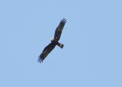 Western Marsh Harrier
