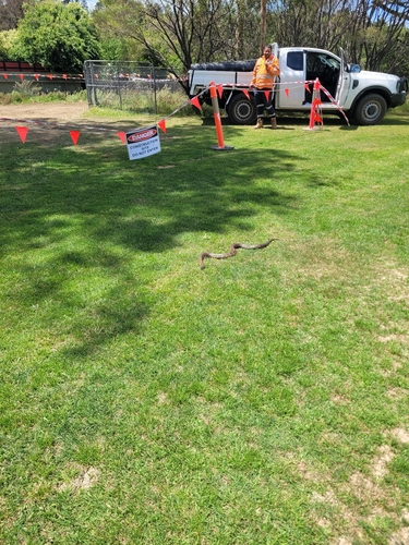 Tiger Snake sighting