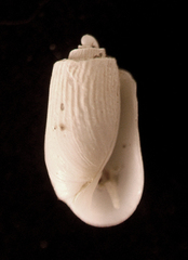Acteocina harpa image
