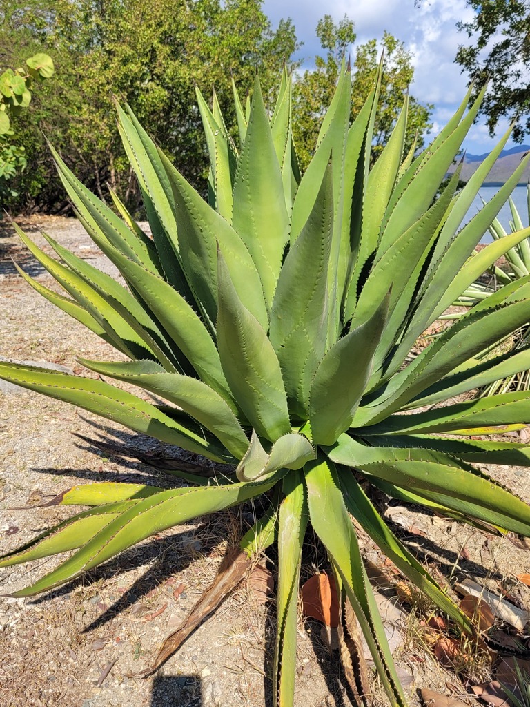 Agave underwoodii (Agáve podwoodska)