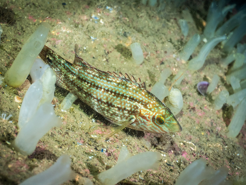 Symphodus melops