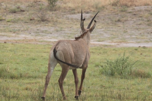 Southern Roan Antelope