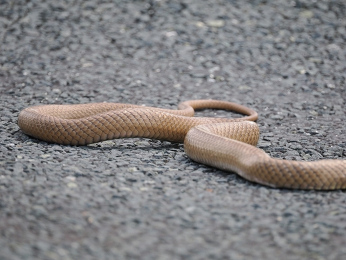 Eastern Brown Snake sighting