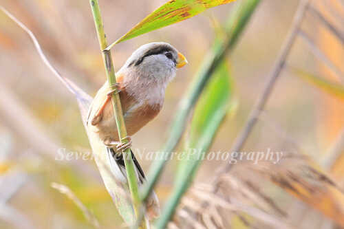 Reed Parrotbill