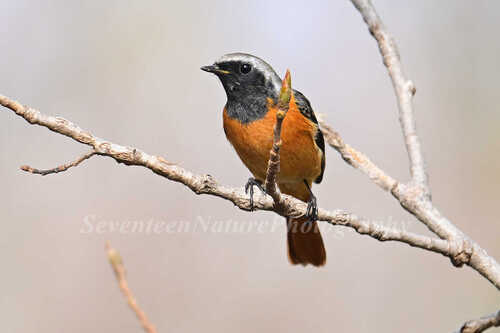Daurian Redstart