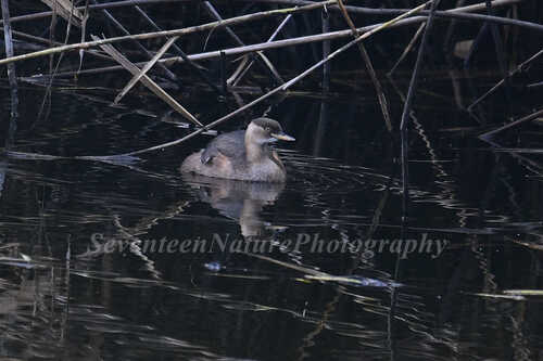 Little Grebe