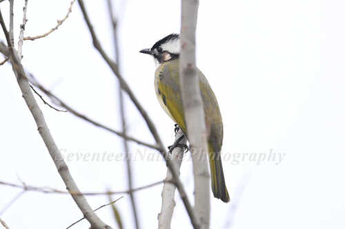 Light-vented Bulbul