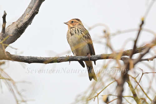 Little Bunting