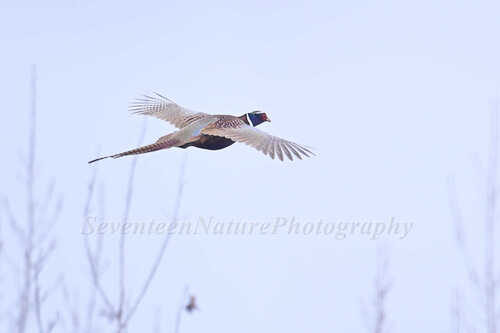 Ring-necked Pheasant