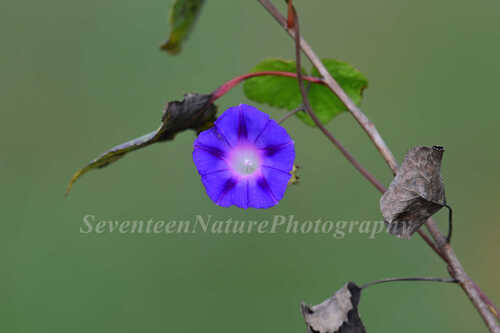 common morning-glory