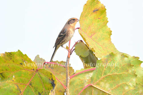 Yellow-throated Bunting