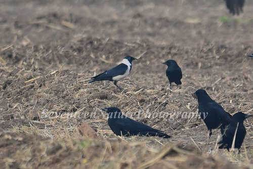 Daurian Jackdaw