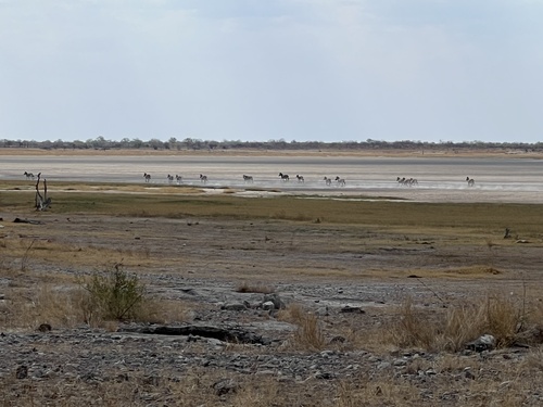 Plains Zebra