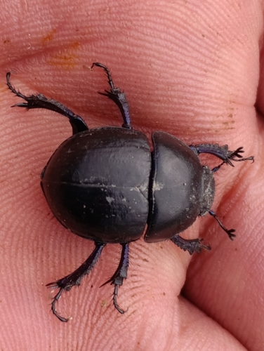 Thorectes latus