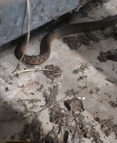 Brown Tree Snake sighting