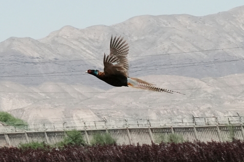 Ring-necked Pheasant