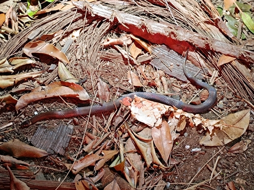 Southern Dwarf Crowned Snake sighting