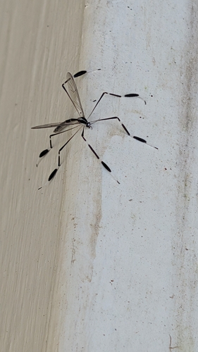 Unknown species found near Williamsburg, VA 23185, USA