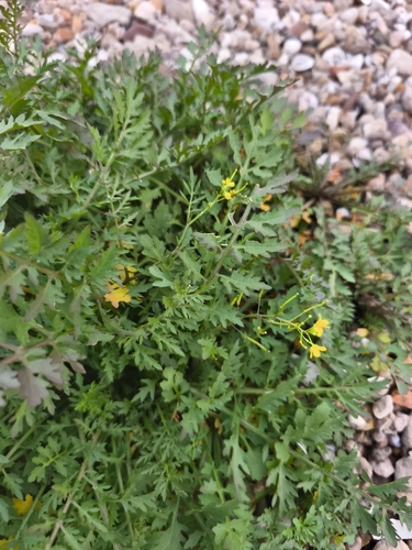 Creeping Yellowcress