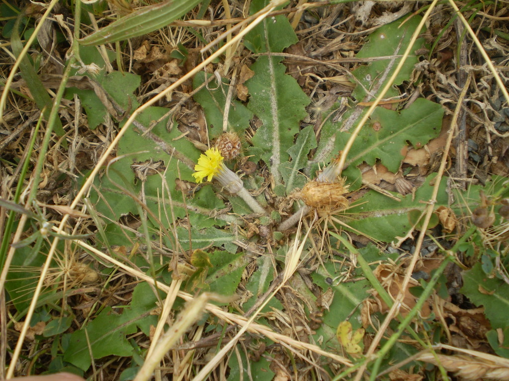 Dandelion