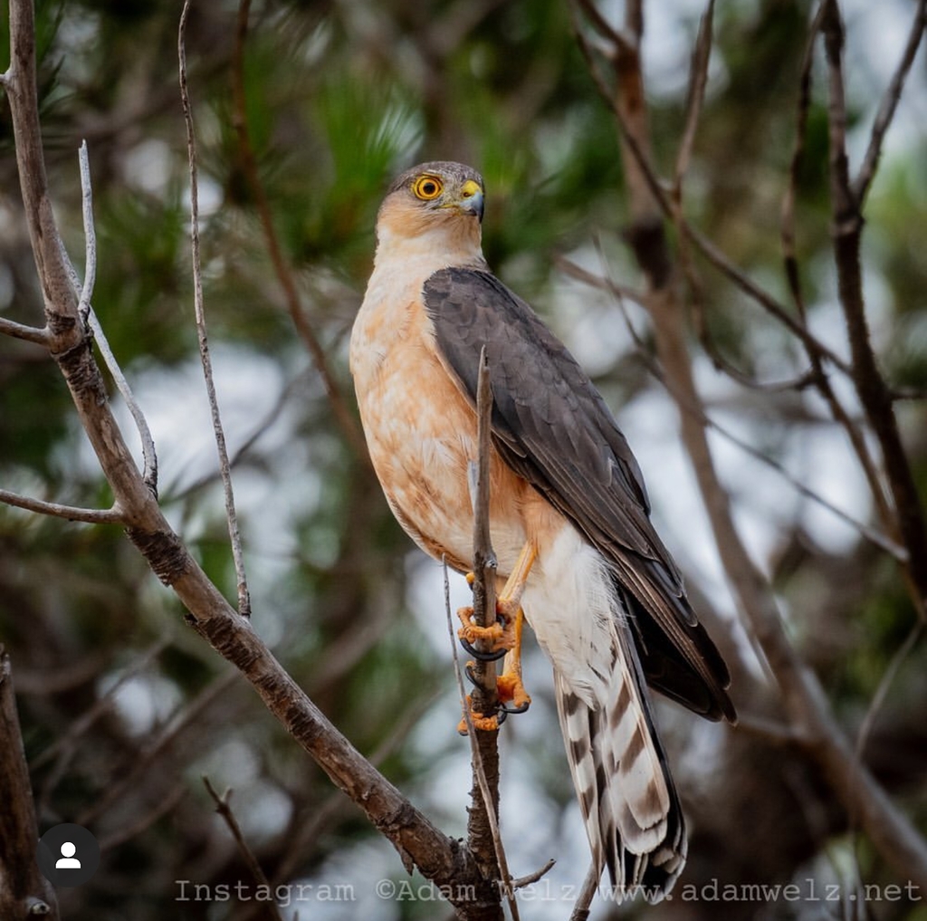 Rufous-breasted Sparrowhawk (Accipiter rufiventris) photo