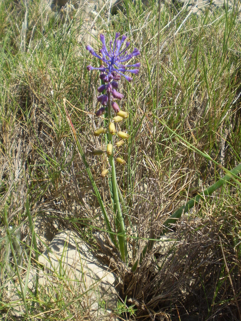 Grape hyacinth