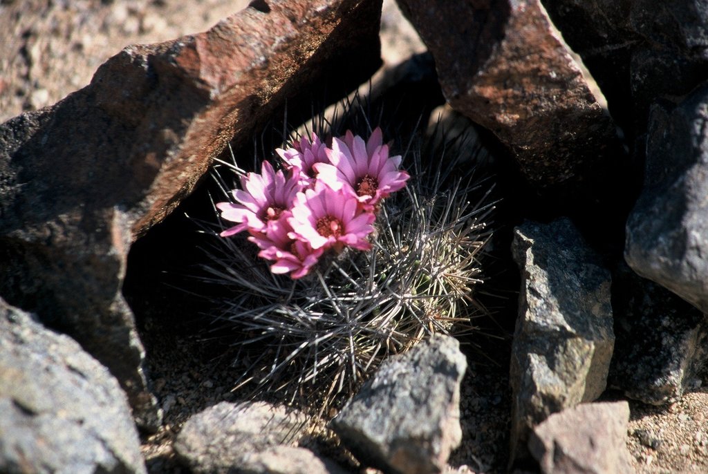 Genus Eriosyce · iNaturalist