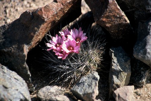 Eriosyce taltalensis