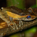 Tschenk's Madagascar Frog - Photo (c) louisedjasper, all rights reserved