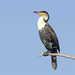 White-breasted Cormorant - Photo (c) David Beadle, all rights reserved, uploaded by David Beadle
