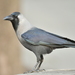 House Crow - Photo (c) HUANG QIN, all rights reserved, uploaded by HUANG QIN
