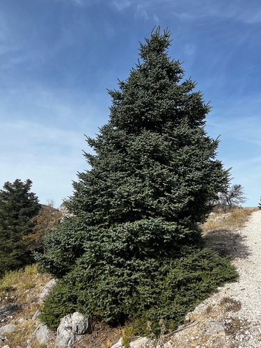 Avistamiento Pinsapo