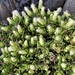 Baccharis magellanica - Photo (c) Jerry Zhu, todos os direitos reservados, uploaded by Jerry Zhu
