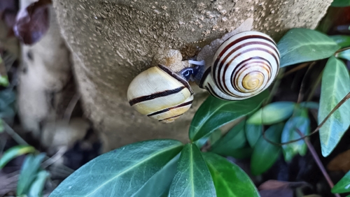 Cepaea nemoralis