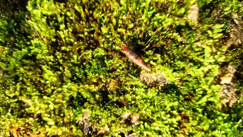 Cochlodina laminata