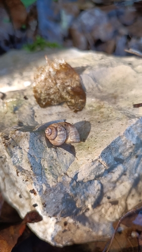 Pomatias elegans