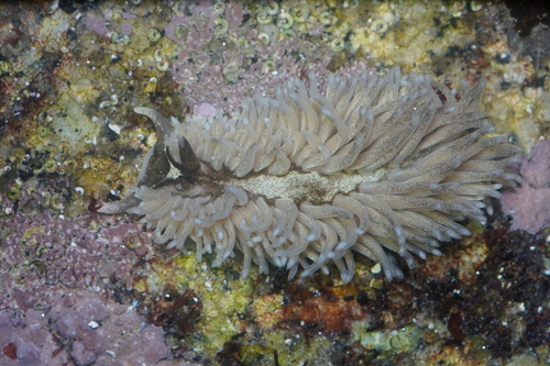 Aeolidia filomenae